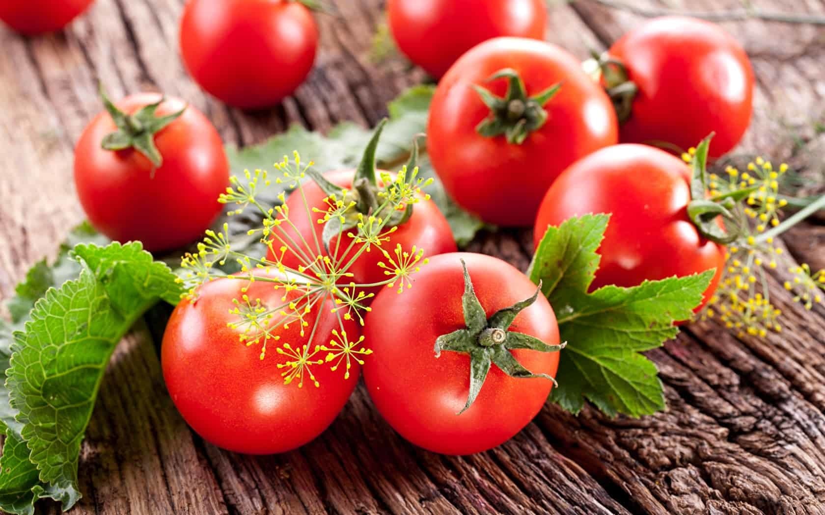 زراعة الطماطم بدون تربة